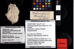 Foto (Objket + Etiketten) von Mesoparapylocheles zapfei (Fraaije et al., 2019) 